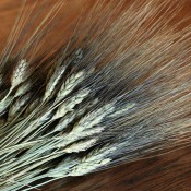 Dried Black Bearded Wheat for Sale