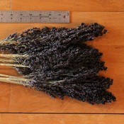 Dried Black Sorghum for Sale