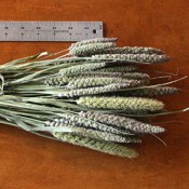Dried China Millet for Sale