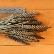 Dried Highlander Grass for Sale