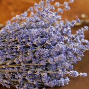 Quality Lavender from LoveJoy Farms