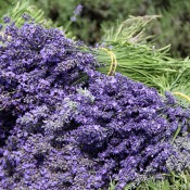 Premium Lavender from LoveJoy Farms