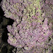 Dried Purple Blossom Oregano