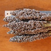 Dried Pinto Berries for Sale