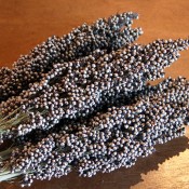 Dried Pinto Berries for Sale, LoveJoy Farms