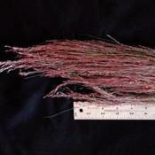 Dried Ruby Red Grass for Sale