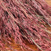Dried Ruby Red Grass for Sale
