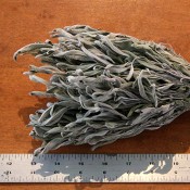 Dried Green Sage for Sale