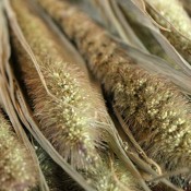 Dried Seteria Grass for Sale