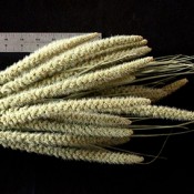 Dried Spray Millet for Sale