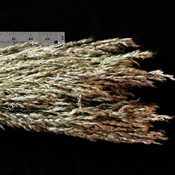 Dried Sudan Grass for Sale