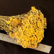 Dried Tansy for Sale Yellow