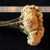 Buff Coxcomb Celosia for Sale