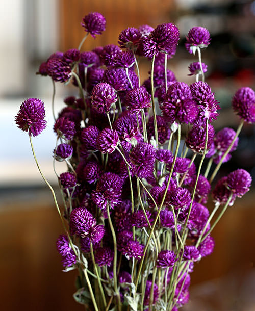 Globe Amaranth | LoveJoy Farms