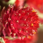 Dried Globe Amaranth Red for Sale, Red Gomphrena for Sale LoveJoy Farms
