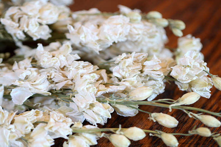Cream White Dried Flower Larkspur Wildflowers – jacquieaiche30.com