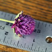 Dried Globe Amaranth Purple for Sale