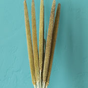 Pearl Millet for sale at LoveJoy Farms